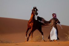 Призрак пустыни Сахары в Баку, или Гарем жестокого шейха (ФОТО)