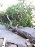 Bakıda güclü külək 5 ağacı aşırdı (FOTO) - Gallery Thumbnail