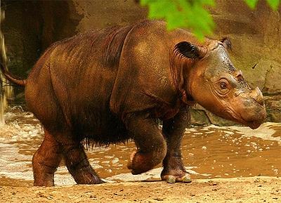 В Малайзии умер последний в стране самец суматранского носорога
