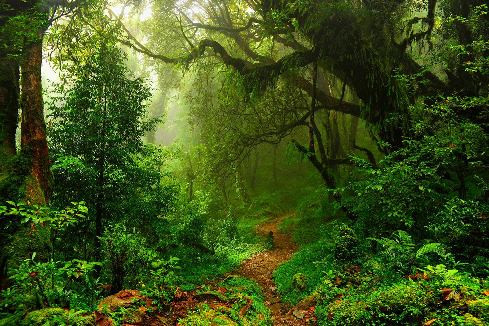 В Китае создадут Национальный парк тропических лесов