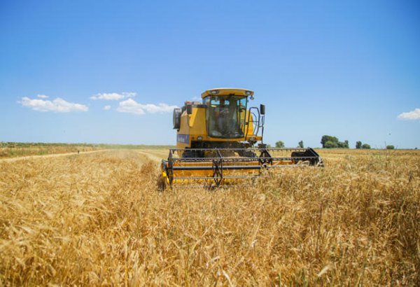 Grain harvest completed on about 800,000 ha of Azerbaijani fields as of July 3