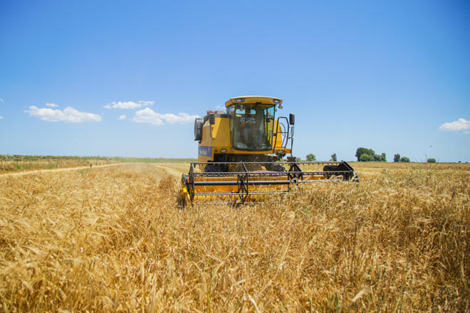 Grain harvest continues in Azerbaijan