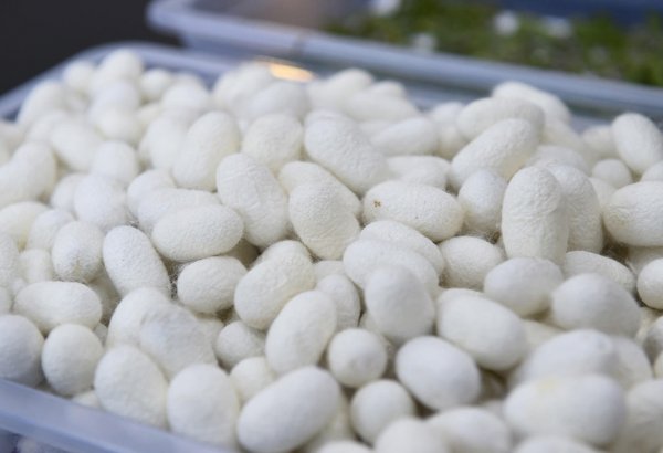 Turkmenistan unveils planned volume of production of silkworm cocoons in Charjew district