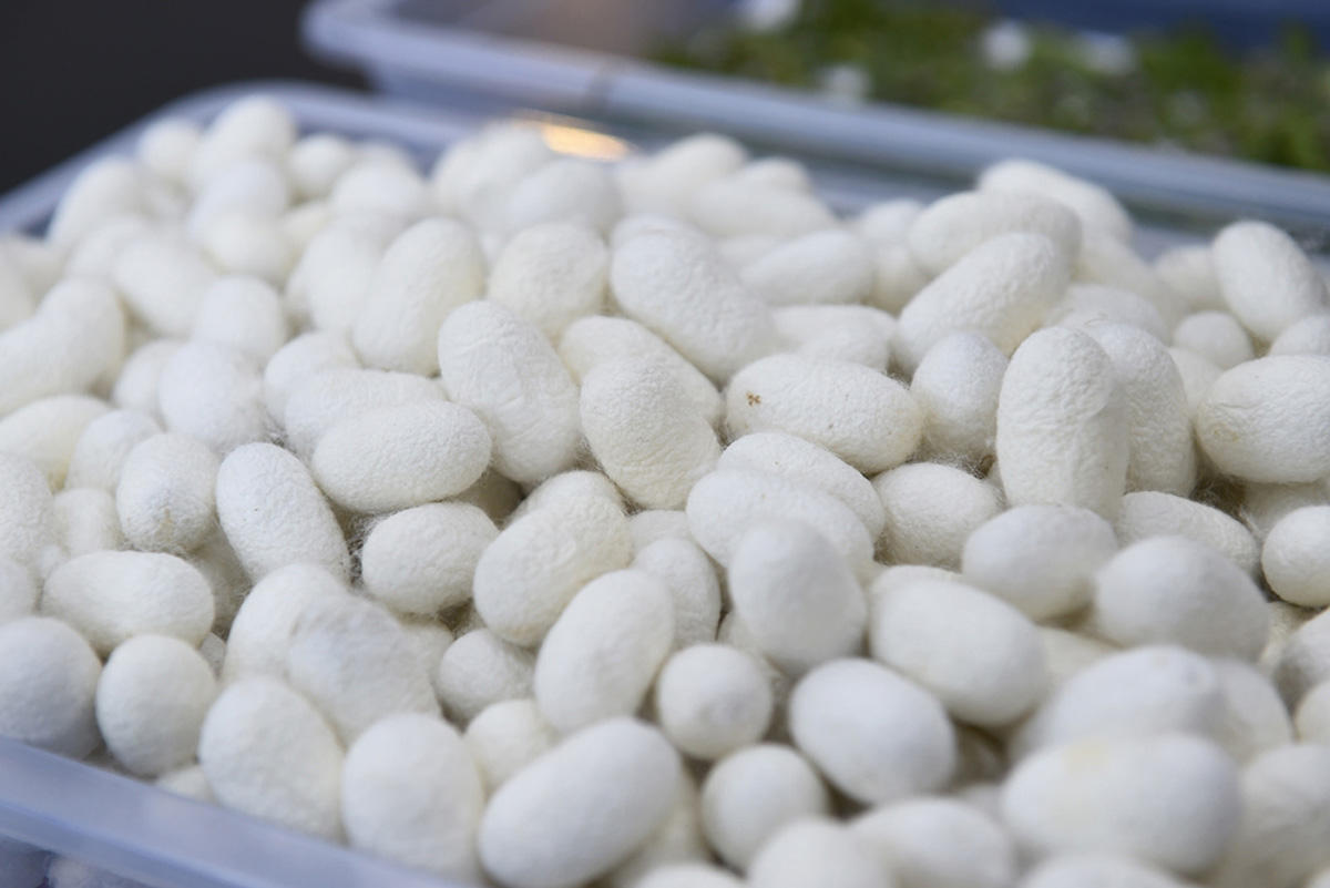 Equipment for processing unusable silkworm cocoon to be supplied to Azerbaijan