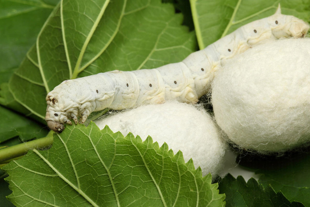 Lebap region of Turkmenistan reveals volume of production of silkworm cocoons