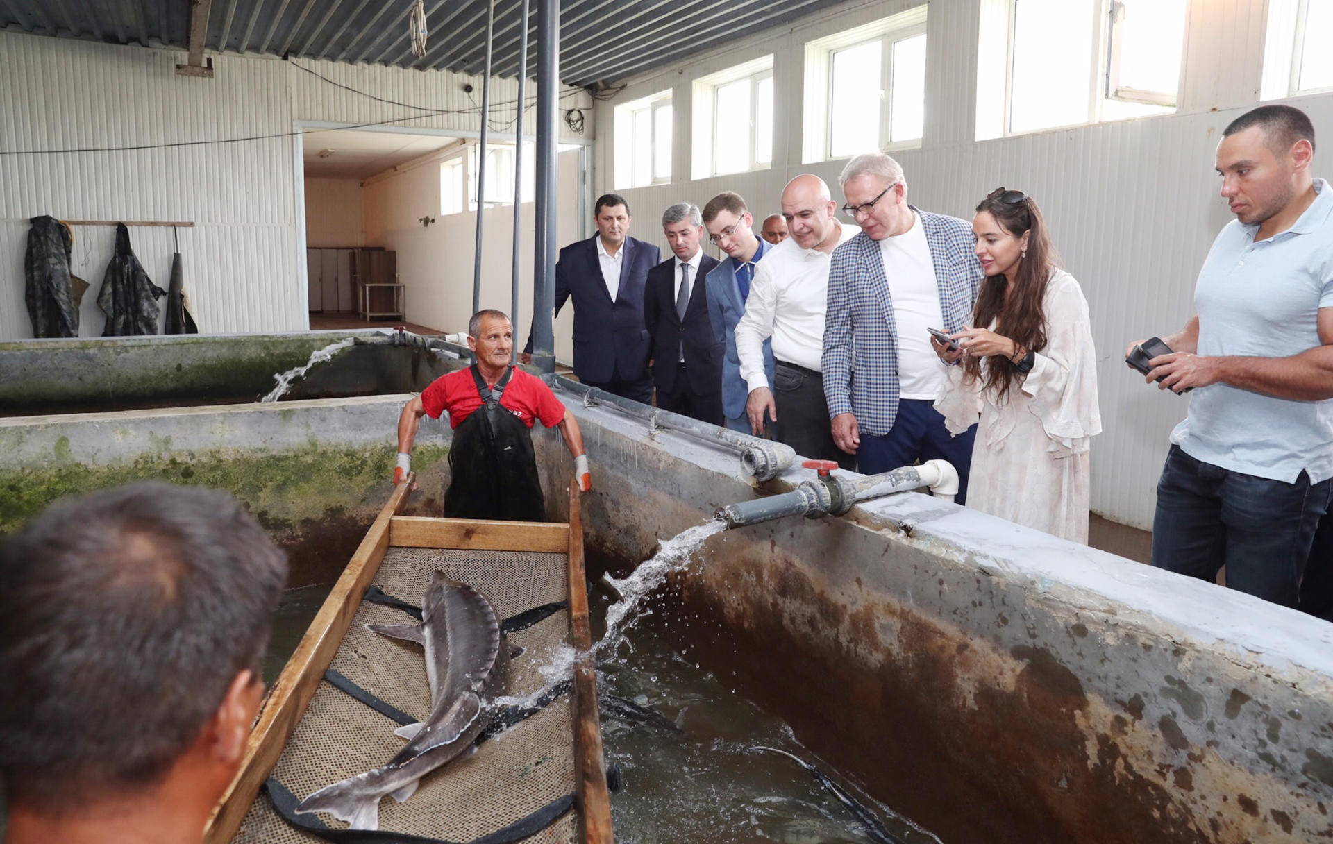 Heydar Aliyev Foundation VP attends ceremony to release sturgeon fry grown in Neftchala into Caspian (PHOTO)