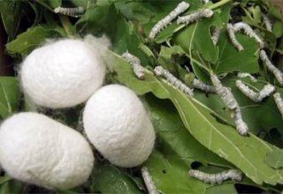 Turkmenistan's Dashoguz handing over silkworm cocoons to gov't