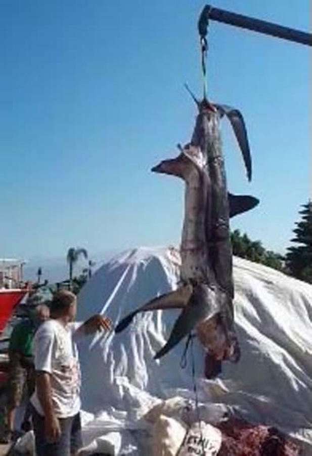 Пойманная у берегов Турции акула шокировала жителей (ФОТО) - Gallery Image
