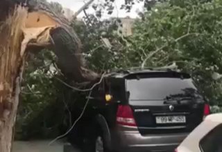 Сильный ветер повалил в Баку 15 деревьев (ФОТО/ВИДЕО)
