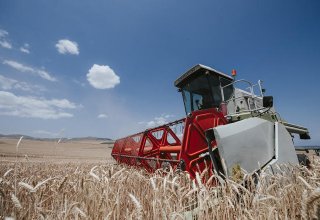 В Азербайджане продолжается уборка зерновых