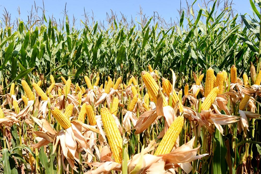 В Азербайджане начата организация гибридного семеноводства кукурузы
