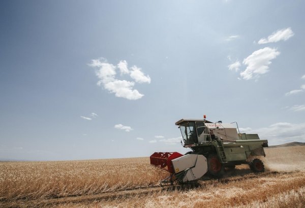 Grain harvesting continues in Azerbaijan
