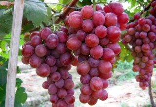 Georgia reveals volume of processed grapes as of Sept.15