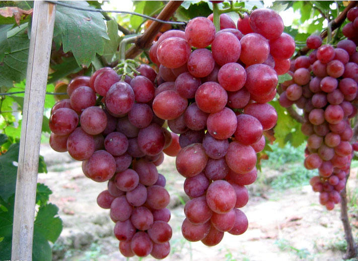 Назван объем переработанного в Грузии винограда