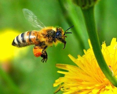Beekeepers in Azerbaijan to receive subsidies worth over 4M manats