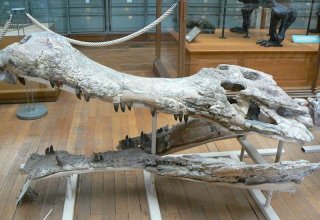 Бразильский школьник нашел останки доисторического крокодила