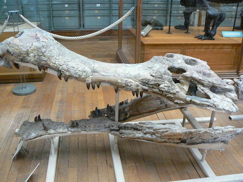 Бразильский школьник нашел останки доисторического крокодила