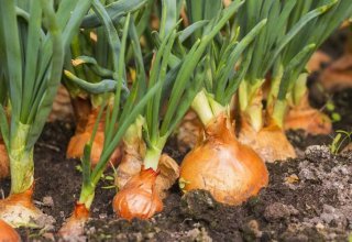 Turkmenistan completes onion, potato sowing in Balkan region