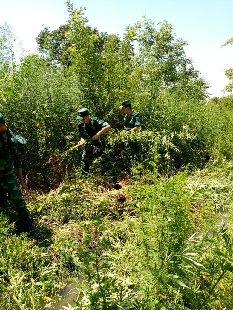 Пресечены попытки контрабанды наркотиков в Азербайджан (ФОТО)