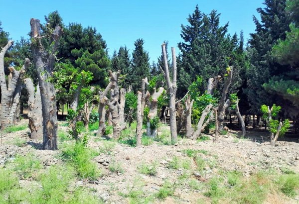 Информация о вырубке более 130 деревьев в Баку безосновательна – агентство