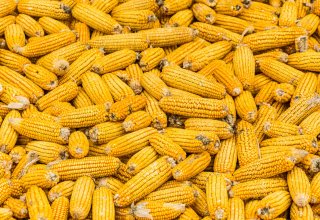 В Агджабединском районе началось производство гибридных семян кукурузы
