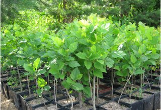Viveros Veron intends to develop horticulture in Uzbekistan