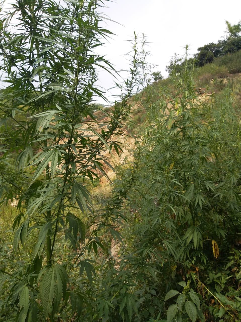 Qusarda bir tona yaxın narkotik tərkibli bitki məhv edildi (FOTO)