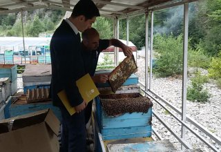Агентство развития МСБ Азербайджана поддержало предпринимателей-пчеловодов (ФОТО)