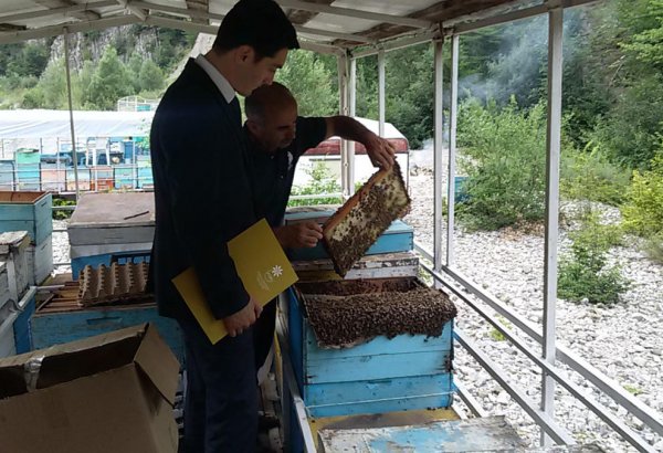 Azerbaijan’s SME Development Agency supports entrepreneurs dealing with beekeeping (PHOTO)