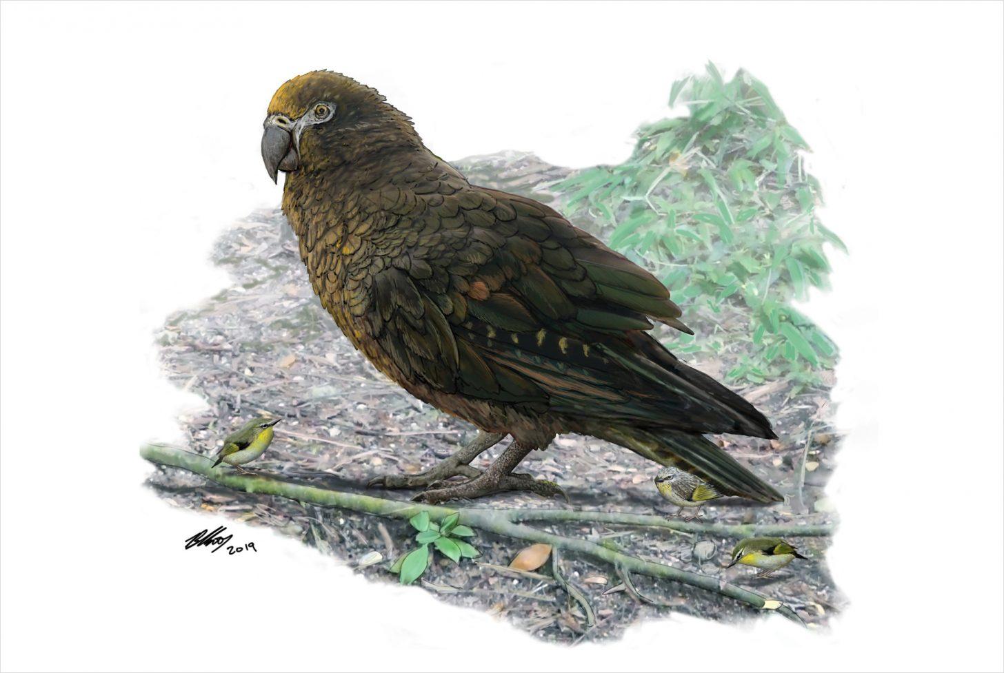 Палеонтологи нашли в Новой Зеландии останки гигантского попугая