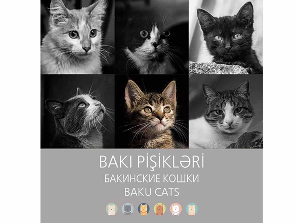 Бахрам Багирзаде посвятил свой новый фотоальбом бакинским кошкам
