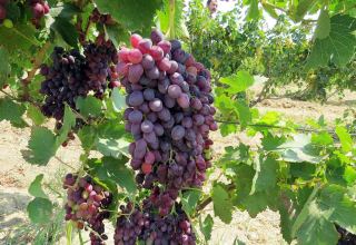 Georgia reveals volume of processed grapes as of Sept.25