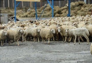 В Азербайджане забой жертвенного скота и другие услуги будут осуществляться местными исполнительными структурами