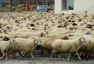 Дезинфекция в местах для продажи и забоя скота будет осуществляться бесплатно - минсельхоз Азербайджана