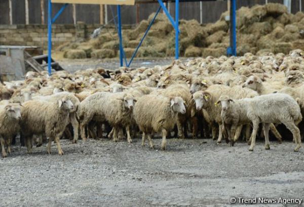 В Туркменистане был выдан льготный кредит для покупки овец
