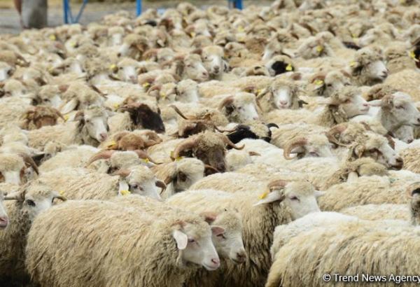 Turkmenistan's farms in Balkan region enumerate livestock numbers