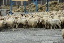 В пункты жертвенного забоя скота в Азербайджане организован инфотур (ФОТО)