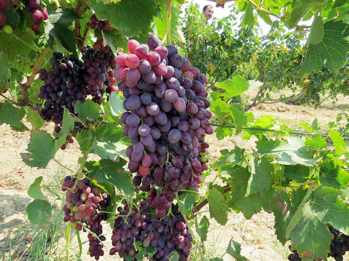 Georgia reveals volume of grapes processed in Kakheti region