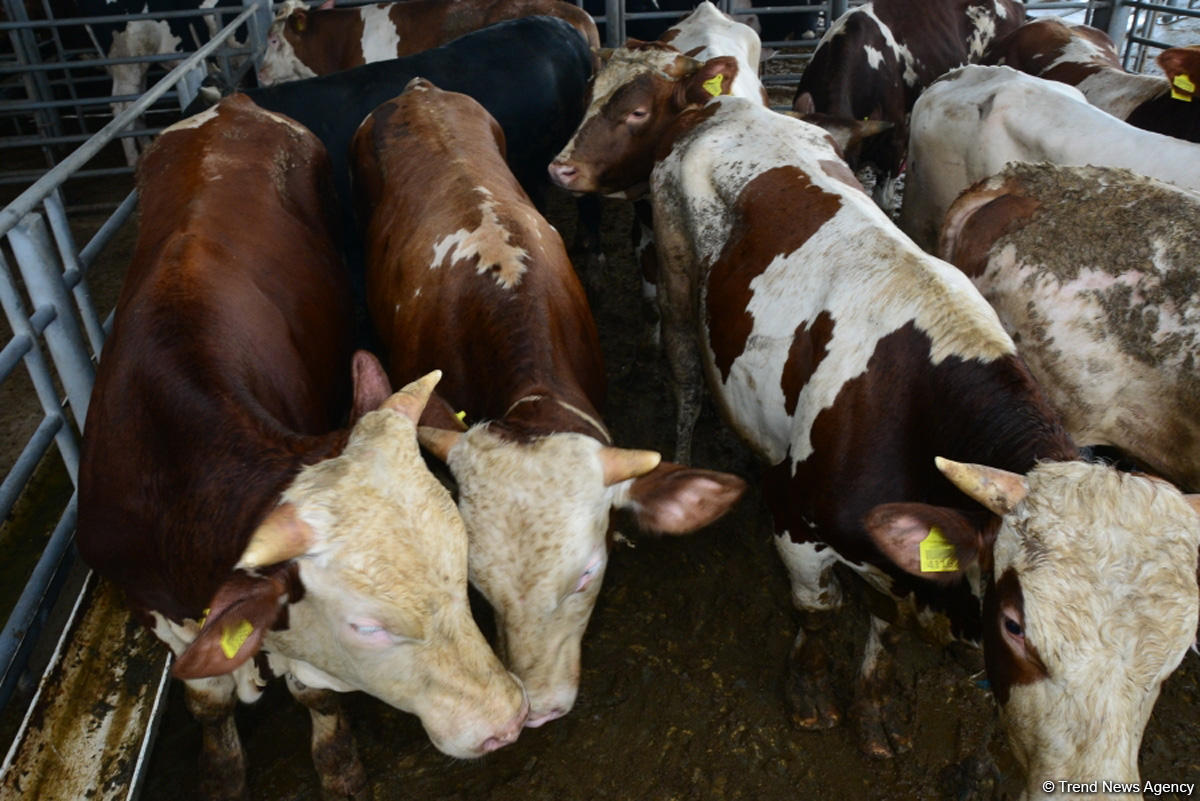 Qurban bayramında fəaliyyət göstərəcək kəsim məntəqələrinə infotur olub (FOTO)