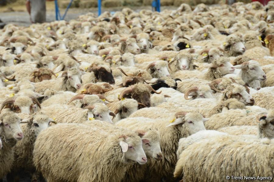Дезинфекция в пунктах забоя скота в Азербайджане бесплатна