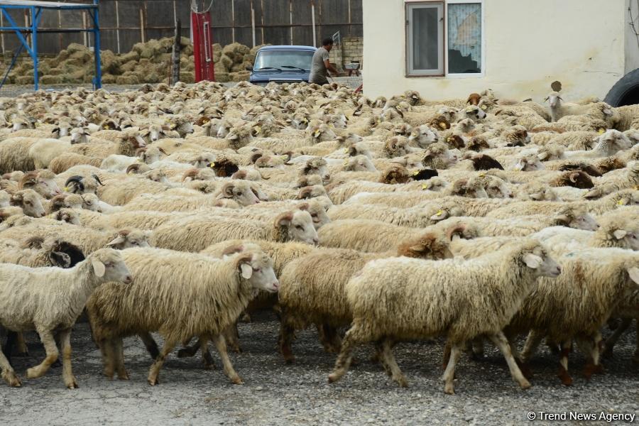 В пункты жертвенного забоя скота в Азербайджане организован инфотур (ФОТО)