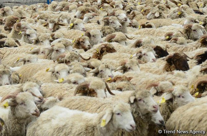 Georgia sees increase in sheep export to Saudi Arabia