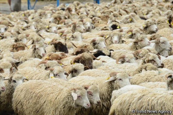 Uzbek Jizzax Organic predicts increase of purebred sheep herds in Uzbekistan