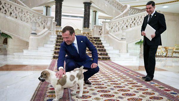 Медведев назвал подаренного ему президентом Туркмении щенка алабая Айком