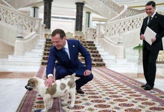 Медведев назвал подаренного ему президентом Туркмении щенка алабая Айком