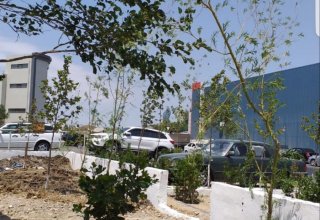 За вырубку деревьев в Хатаинском районе Баку оштрафован руководитель малого предприятия (ФОТО)