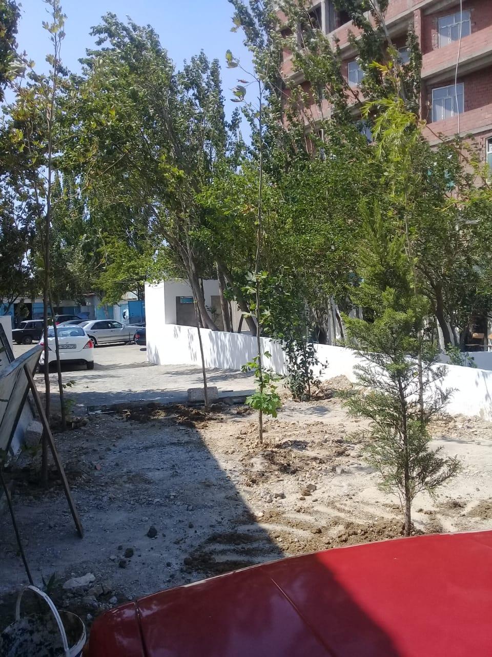 За вырубку деревьев в Хатаинском районе Баку оштрафован руководитель малого предприятия (ФОТО)