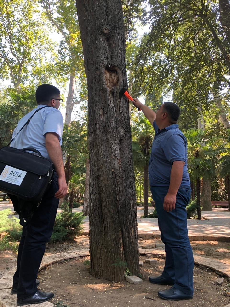 В парке "Хан багы" в Гяндже проведен мониторинг деревьев и кустарников (ФОТО)
