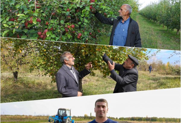 Fruit tree planting underway within "Social Gardens" project in Azerbaijan