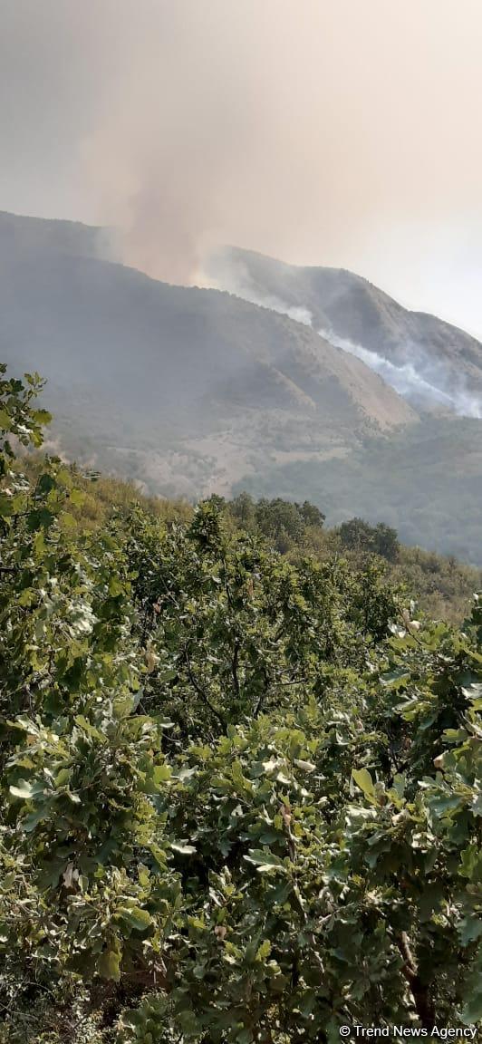 Министерство: Пожар на границе Губы и Шабрани не затронул территорию лесного фонда (ФОТО)